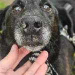 ROBIK - po zmianie schroniska liczy na nowy START