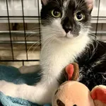 Kot do adopcji, Jelenia Góra, 23 sierpnia 2025