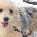 Pies do adopcji, Oborniki, 11 grudnia 2025