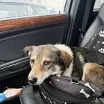 Znaleziono psa, Łódź, 12 stycznia 2026