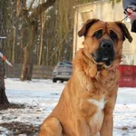 Pies do adopcji, Oborniki, 2 grudnia 2025