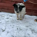 Znaleziono psa, Czartki, 12 stycznia 2026