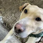 Pies do adopcji, Zgierz, 12 stycznia 2026