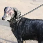 Delikatna DINKA – mimo strachu szuka bliskości