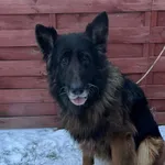 Znaleziono psa, Czartki, 13 stycznia 2026