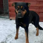 Znaleziono psa, Czartki, 12 stycznia 2026