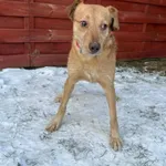 Znaleziono psa, Czartki, 12 stycznia 2026