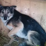 Znaleziono psa, Racławice, 11 stycznia 2026