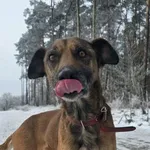 PEDRO - Łagodny psiak szuka bezpiecznego miejsca