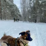 Maja (w DT)