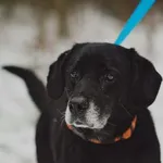 Pies do adopcji, Oborniki, 9 października 2025