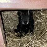 Pies do adopcji, Zgierz, 12 stycznia 2026