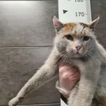 Kot do adopcji, Chełmek, 8 grudnia 2025