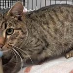 Kocurek poz. 26/008/K