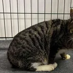 Kocurek poz. 26/013/K