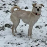 Pies do adopcji, Bydgoszcz, 14 stycznia 2026