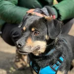 Ozzy – łagodny, wrażliwy psiak szukający cierpliwego opiekuna