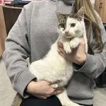 Znaleziono kota, Toruń, 9 stycznia 2026