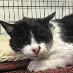 Kocurek poz. 26/028/K