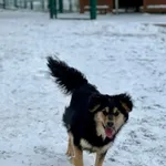 Pies do adopcji, Bydgoszcz, 14 stycznia 2026