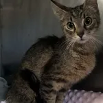 Znaleziono kota, Racławice, 9 stycznia 2026