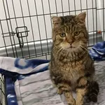 Kocurek poz. 26/012/K