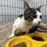 Kocurek poz. 26/004/K