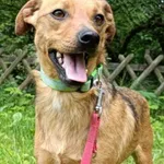 BERCIK – pogodny, kontaktowy pies kochający ludzi i spacery