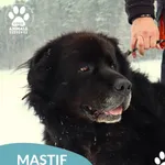 Pies do adopcji, Dąbrówka, 14 stycznia 2026