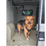 Znaleziono psa, Białystok, 14 stycznia 2026