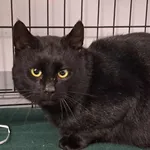 Kocurek poz. 26/007/K