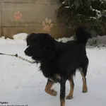 Pies do adopcji, Nowy Dwór Mazowiecki, 14 stycznia 2026