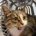 Znaleziono kota, Lublin, 14 stycznia 2026