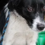 Młody REMIK – łagodny i gotowy na nowy dom