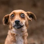 Pies do adopcji, Nowodwór, 13 stycznia 2026