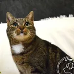 Kot do adopcji, Chełmek, 22 grudnia 2025