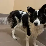 Pies do adopcji, Olsztyn, 27 grudnia 2025