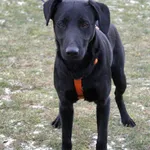 Pies do adopcji, Grudziądz, 30 grudnia 2025