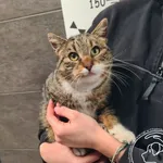 Znaleziono kota, Chełmek, 14 stycznia 2026