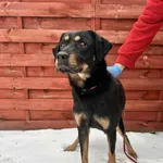 Znaleziono psa, Czartki, 14 stycznia 2026