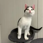 Kot do adopcji, Henrykowo, 20 września 2025