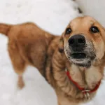 Pies do adopcji, Korabiewice, 14 stycznia 2026