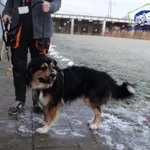 Znaleziono psa, Szczecin, 15 stycznia 2025