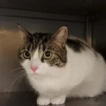 Kot do adopcji, Olsztyn, 27 grudnia 2025