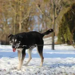 Borys 0601/25