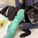 Pies do adopcji, Kraków, 1 stycznia 2026