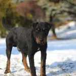 Pies do adopcji, Bydgoszcz, 15 stycznia 2026