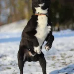 Pies do adopcji, Bydgoszcz, 15 stycznia 2026