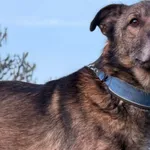 Pies do adopcji, Pieczyska, 16 stycznia 2026