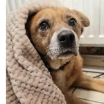 Pies do adopcji, Wrocław, 16 stycznia 2026